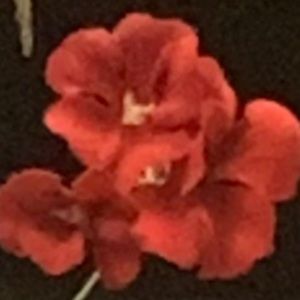 Meet your Posher, Bethany